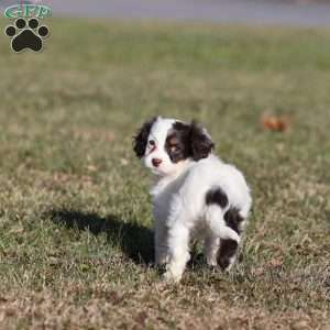 Gumdrop, Cavapoo Puppy